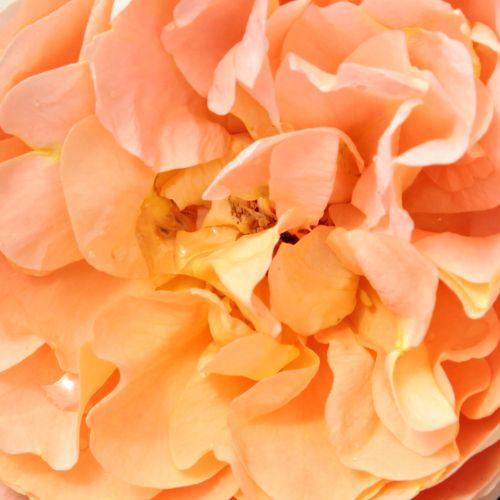 Rosa Schöne vom See® - fără parfum - Trandafir copac cu trunchi înalt - cu flori tip trandafiri englezești - portocaliu - Tim Hermann Kordes - coroană tufiș - ,-